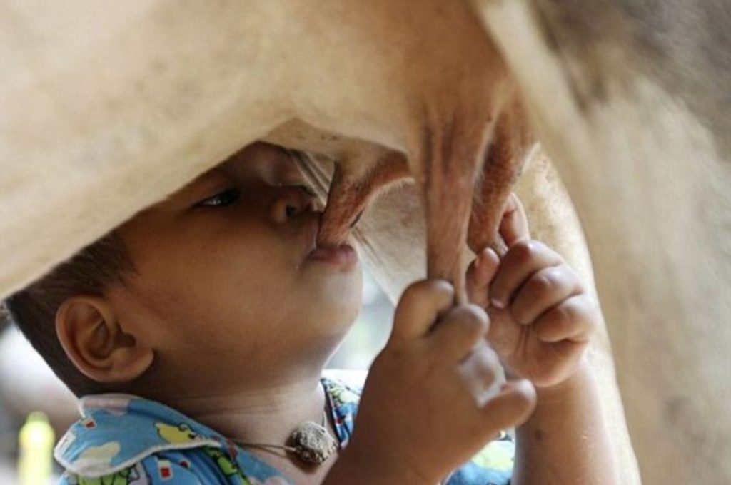 Παιδί τρέφεται απευθείας από την αγελάδα! Δείτε βίντεο