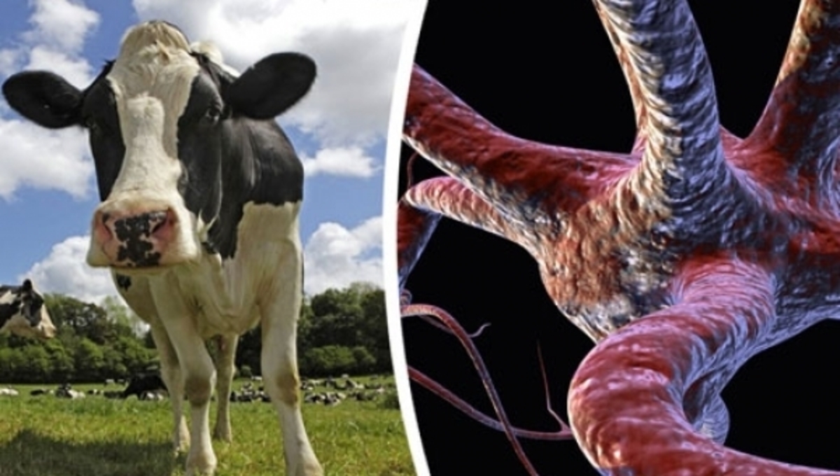 Οι “τρελές αγελάδες” υπάρχουν ακόμα στην Μεγάλη Βρετανία