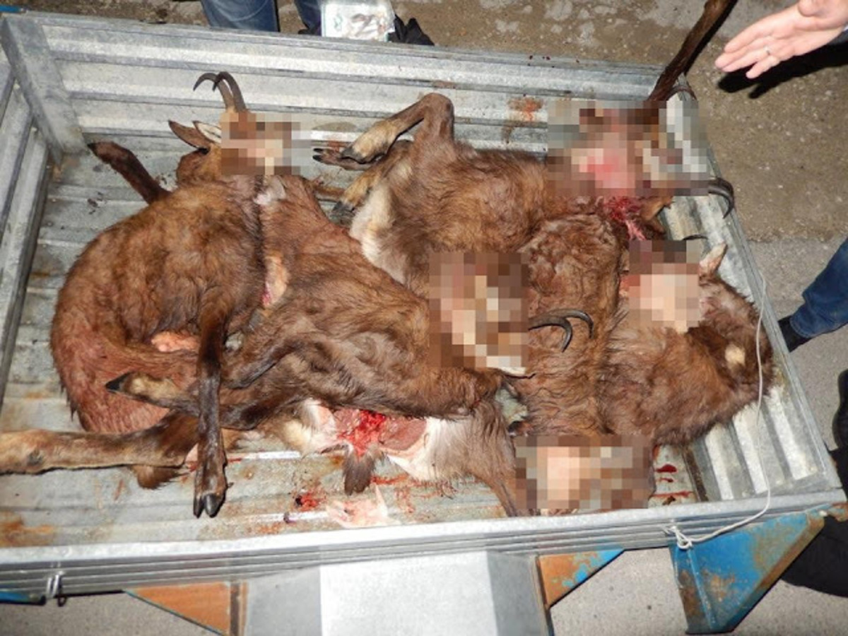 Ιωάννινα: Ασυνείδητοι λαθροκυνηγοί σκότωσαν σπάνια αγριόγιδα