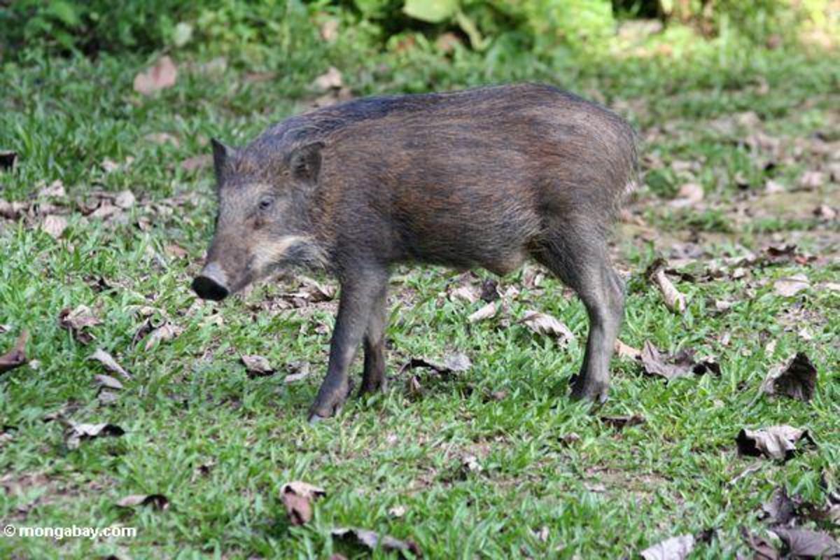 Αγριογούρουνο σκότωσε κυνηγό στο Βόλο!