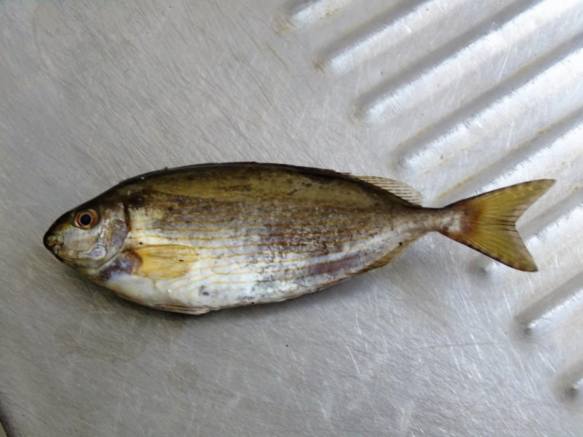 Αυτό το ψάρι πωλείται “χρυσό” στην Κύπρο! – Στην Κρήτη το ξαναπετούν στην θάλασσα!