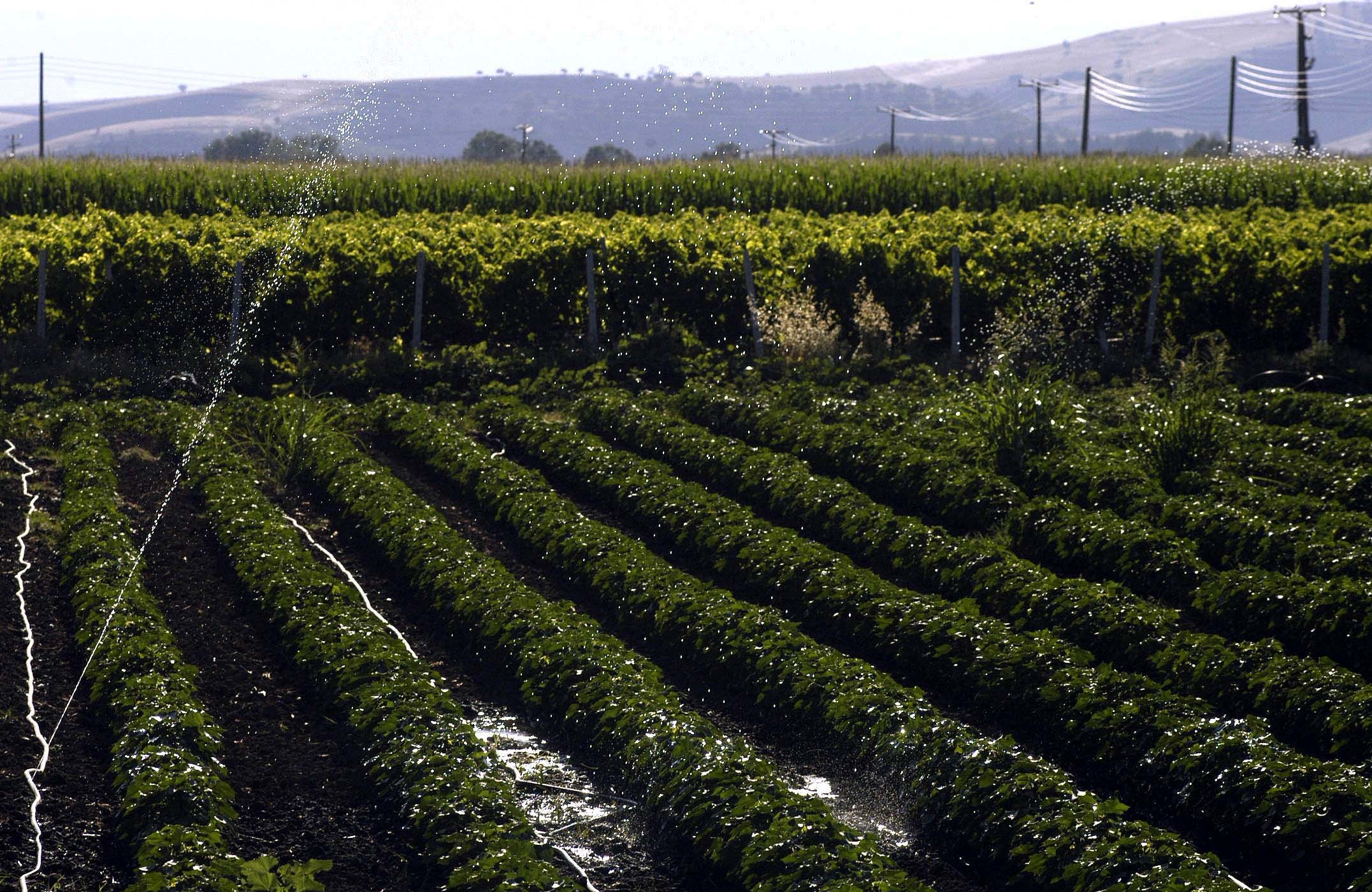 Υπερήλικες αλβανοί σε ρόλο “μαϊμού” συνταξιούχων στον ΟΓΑ