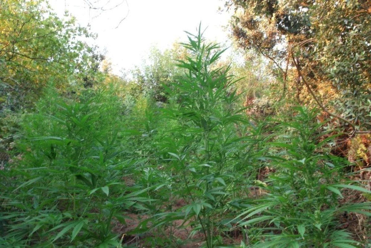 Entopisthke Fyteia Me 450 Dendryllia Kannabhs Sthn Katw Pterh Aigialeias Pic