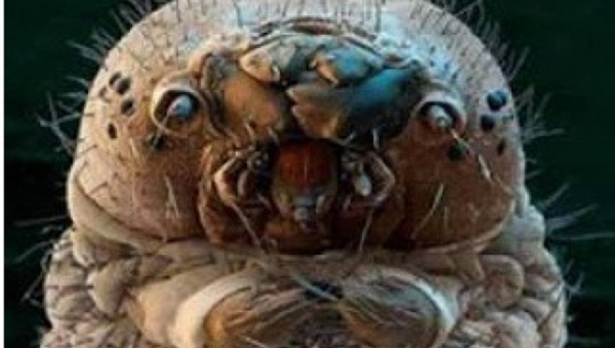 Αυτά τα πλάσματα βρίσκονται στο μαξιλάρι σας – ΦΩΤΟ