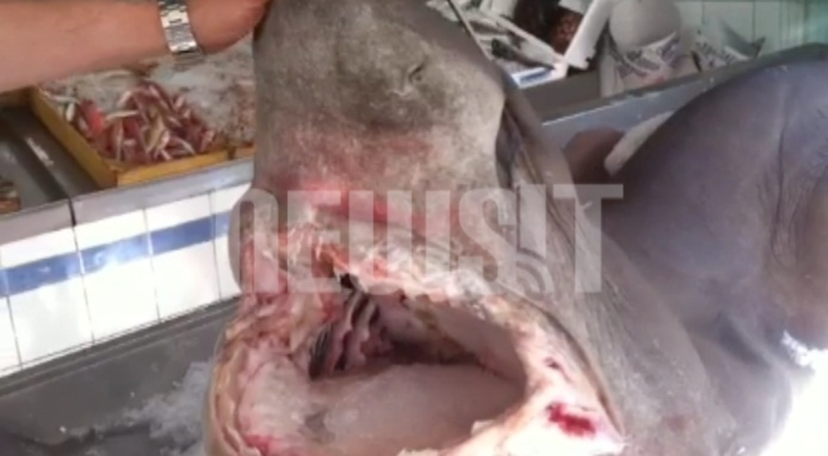 O πιο άκακος καρχαρίας