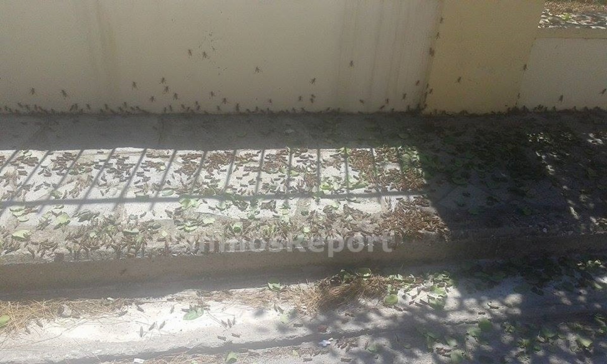 Ανατριχίλα! “Πλημμύρισε” ακρίδες ο Άη Στράτης – ΦΩΤΟ, ΒΙΝΤΕΟ