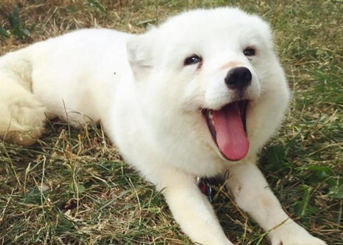 Αυτό δεν το έχετε ξαναδεί! Αλεπού “πεθαίνει” στα γέλια όταν γελάει το αφεντικό της! [vid]