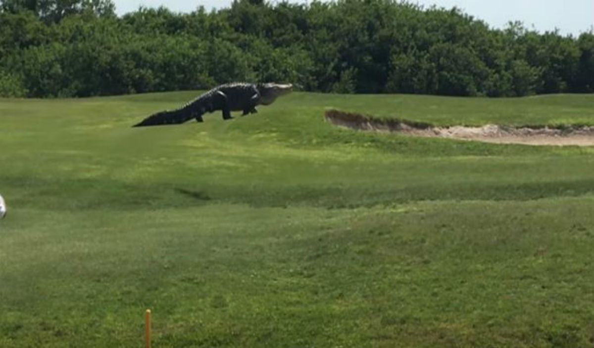 Γιγαντιαίος αλιγάτορας εισέβαλε σε γήπεδο γκολφ! (video)
