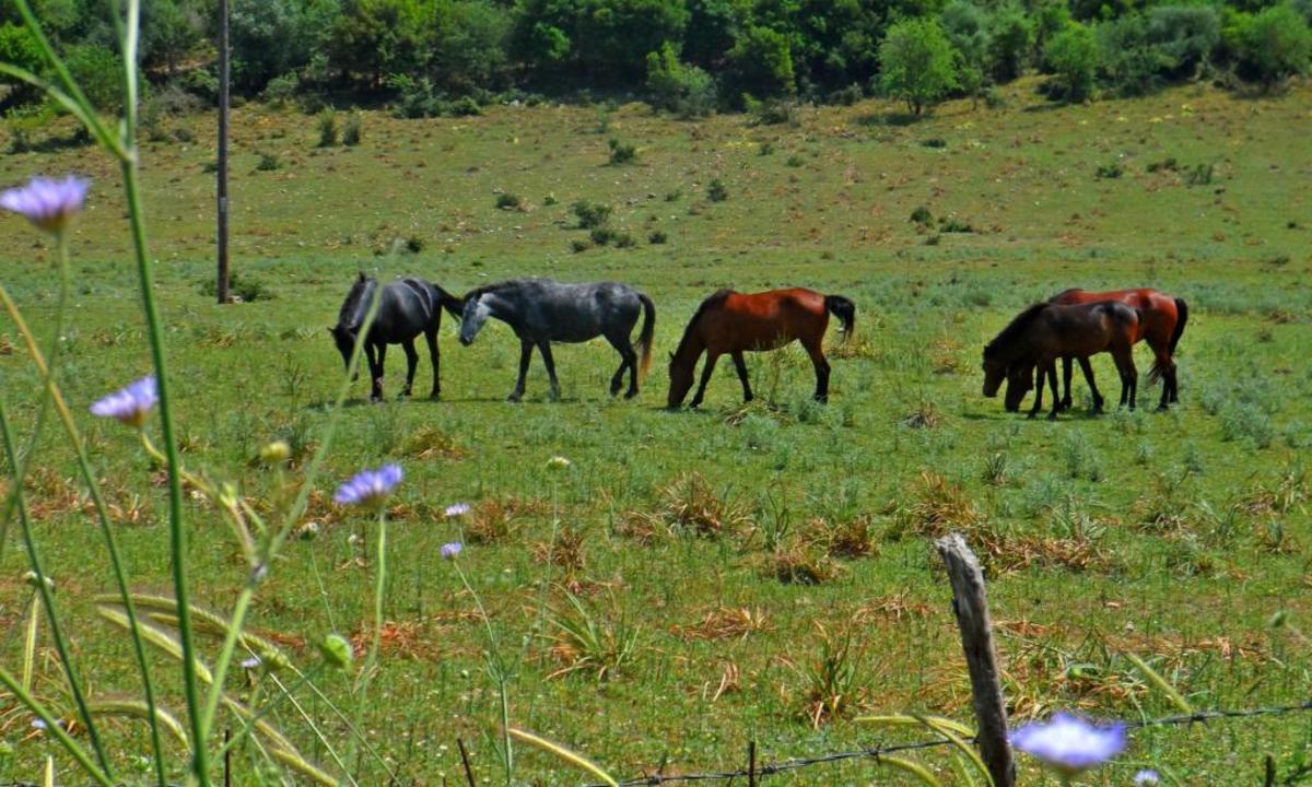 ΦΩΤΟ ΑΡΧΕΙΟΥ EUROKINISSI