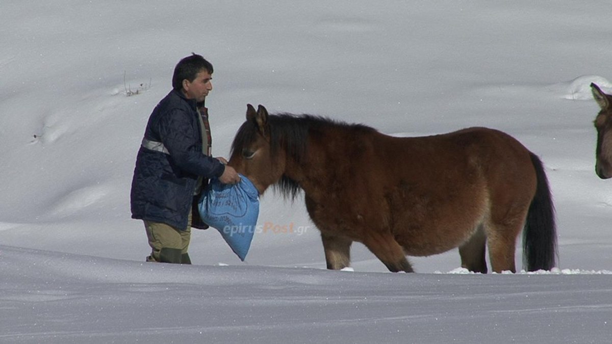 Άλογα εγκλωβίστηκαν στη χιονισμένη Πίνδο – Διάσωση από την ΕΜΑΚ [pics, vid]