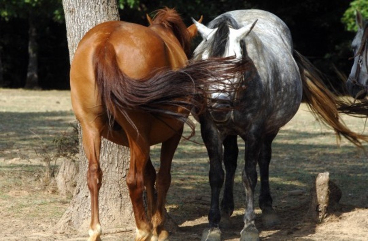 Τρίκαλα: Κλήρωσαν ακόμη και άλογο σε χορό κτηνοτρόφων!