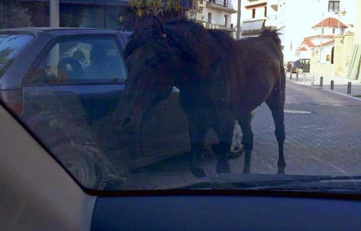 ΦΩΤΟ από το trikalaweb