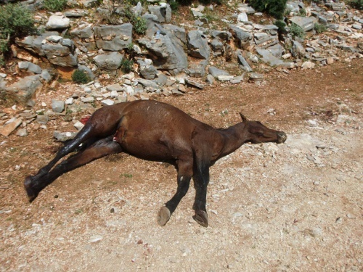 Ασυνείδητοι πυροβόλησαν και σκότωσαν άλογο στο Αγρίνιο