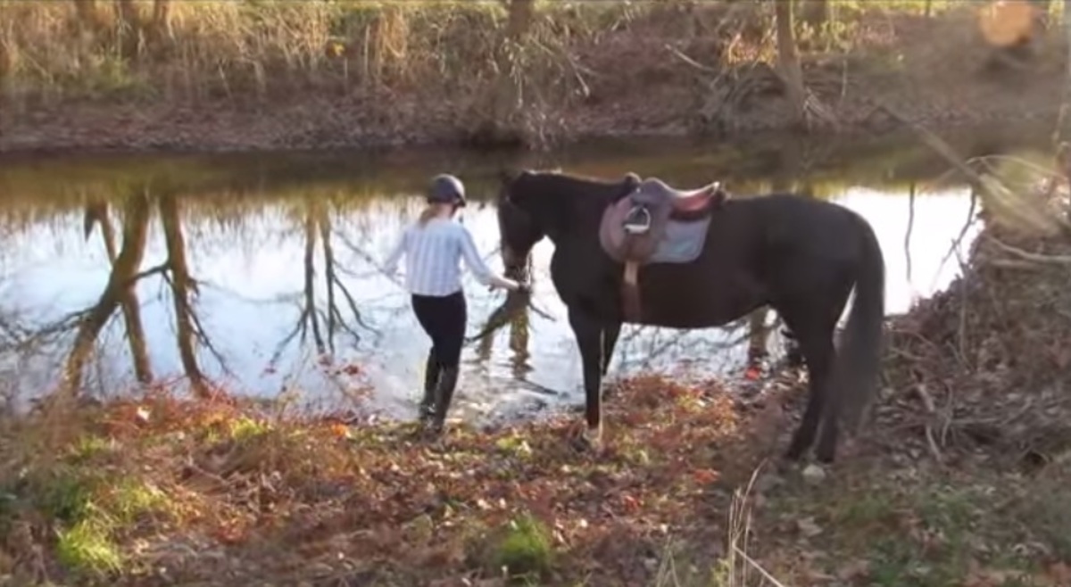 Εκπληκτικό βίντεο: Άλογο αγγίζει για πρώτη φορά το… νερό!
