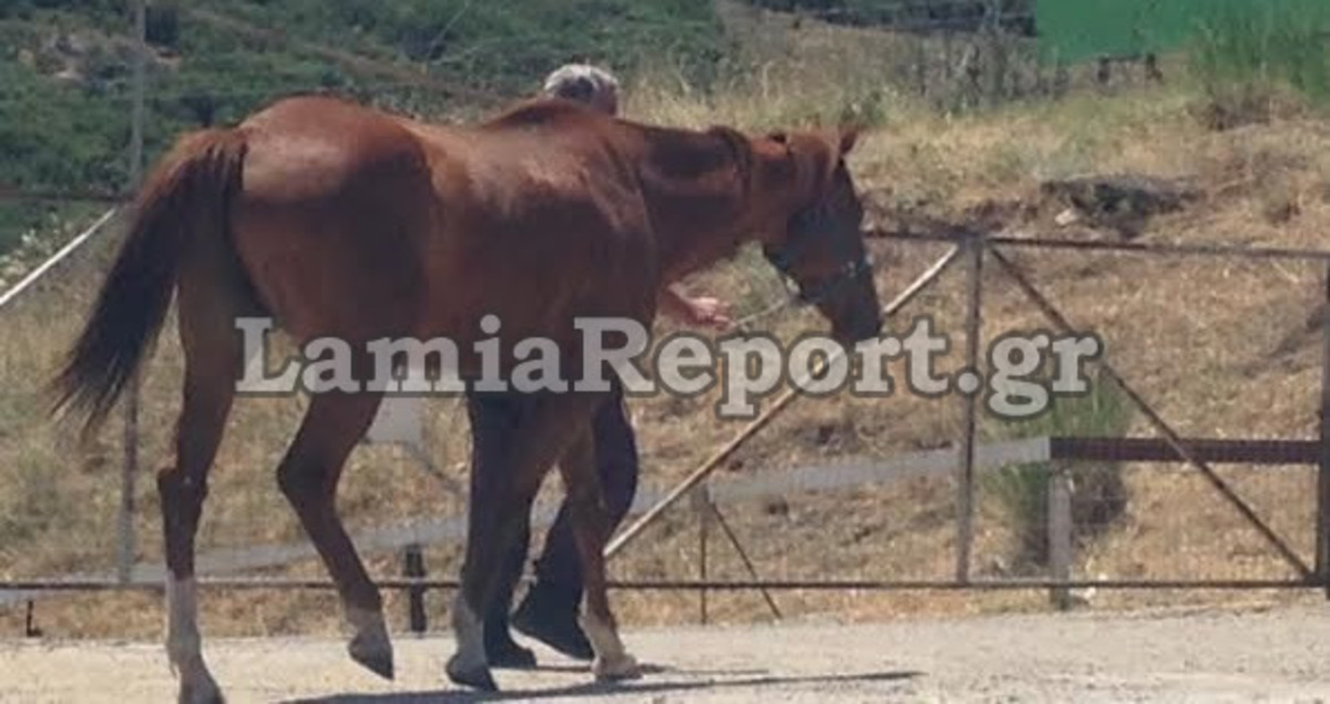 Λαμία: Το άλογο λύθηκε και βγήκε στο δρόμο… (ΦΩΤΟ)