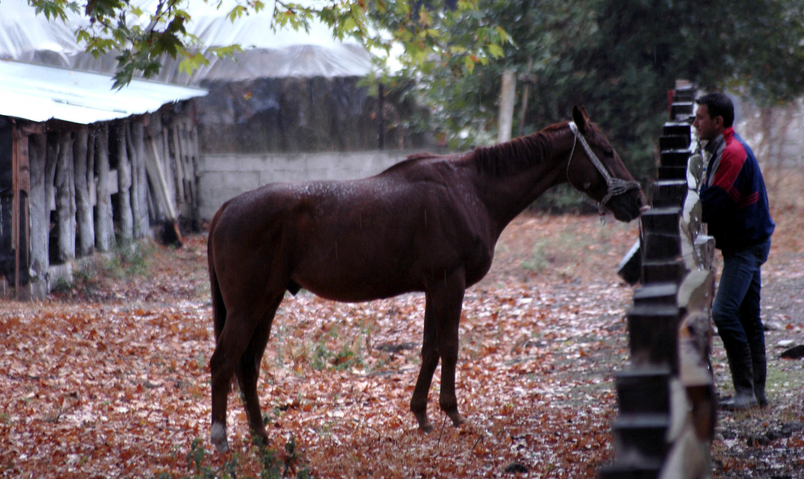Έκαναν ευθανασία στο άλογο για να γλιτώσει από τους πόνους - ΦΩΤΟ EUROKINISSI