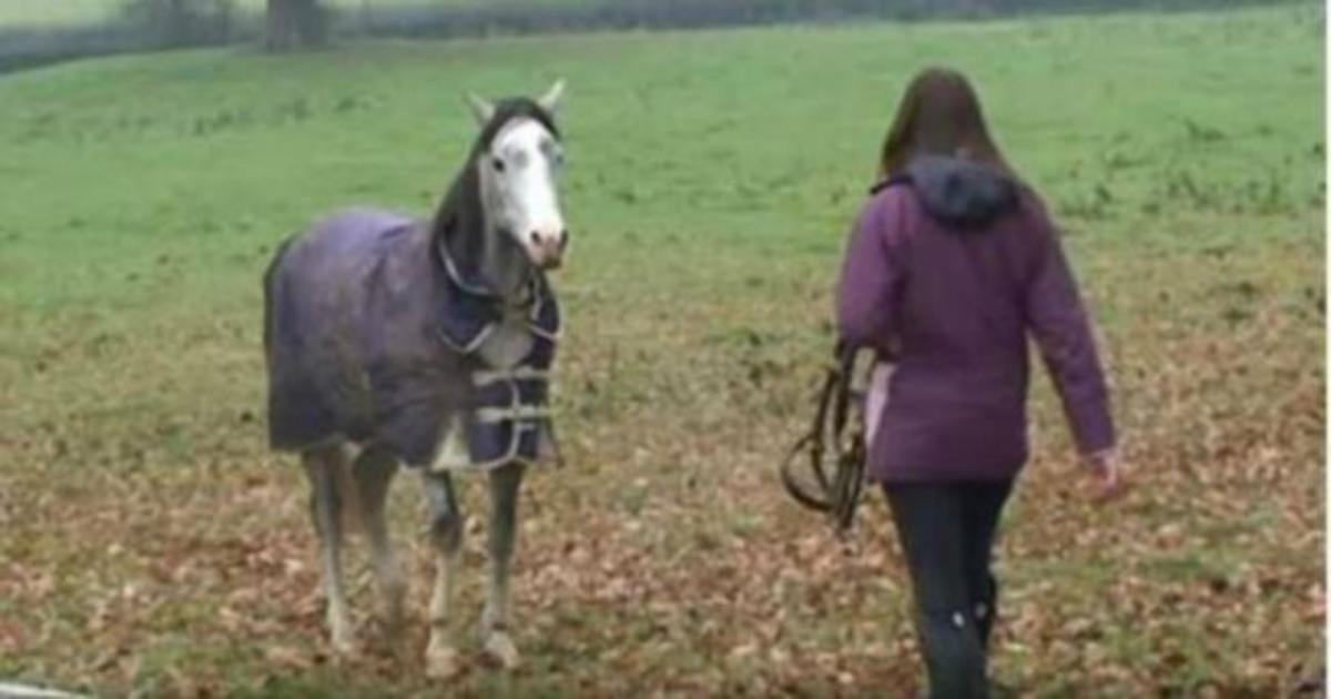 Έλειπε 3 εβδομάδες, και πήγε να δει το άλογο της. Η αντίδρασή του, μοναδική (βίντεο)