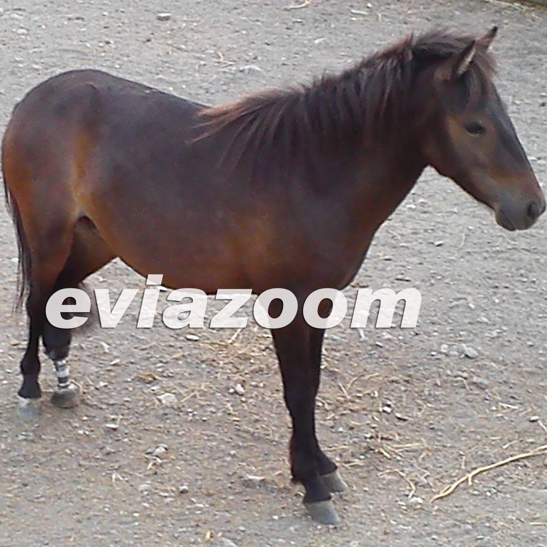 ΦΩΤΟ από eviazoom