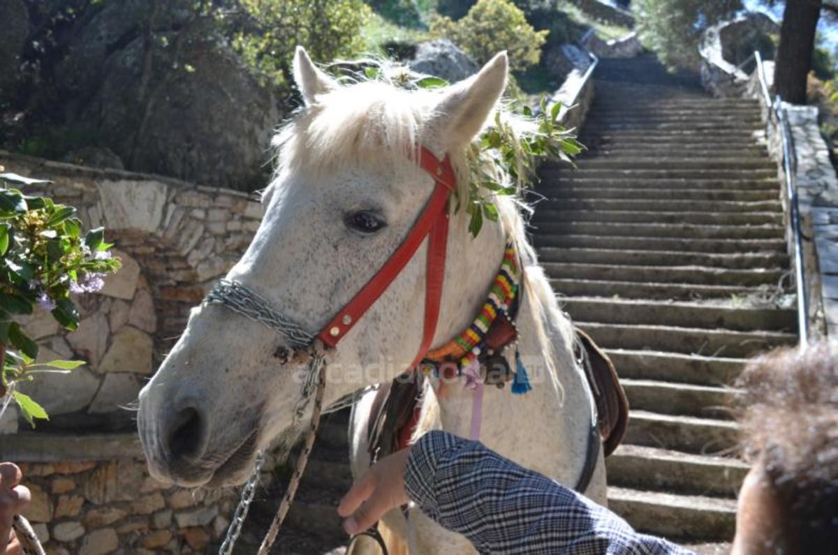 Το «προσκύνημα» του αλόγου στον Άγιο Γεώργιο στη Νεστάνη [vid]