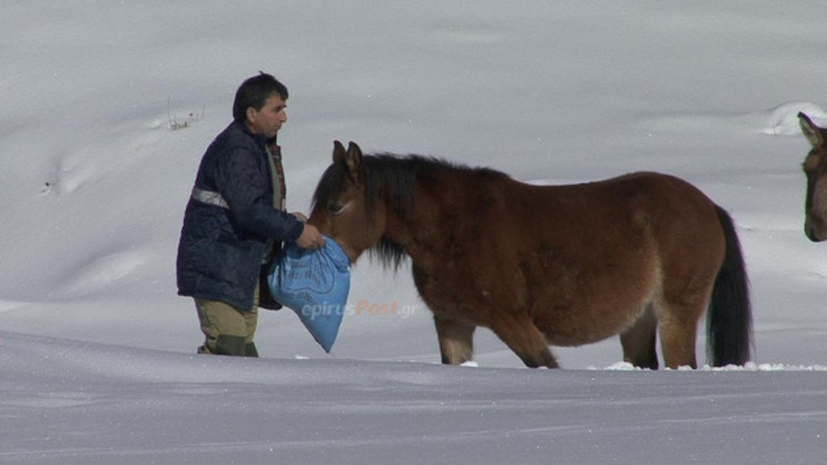 Διάσωση αλόγων από ΕΜΑΚ