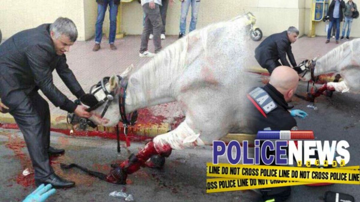 Άλογο συγκρούστηκε με ταξί στο κέντρο της Αθήνας! Αίματα παντού [pics]