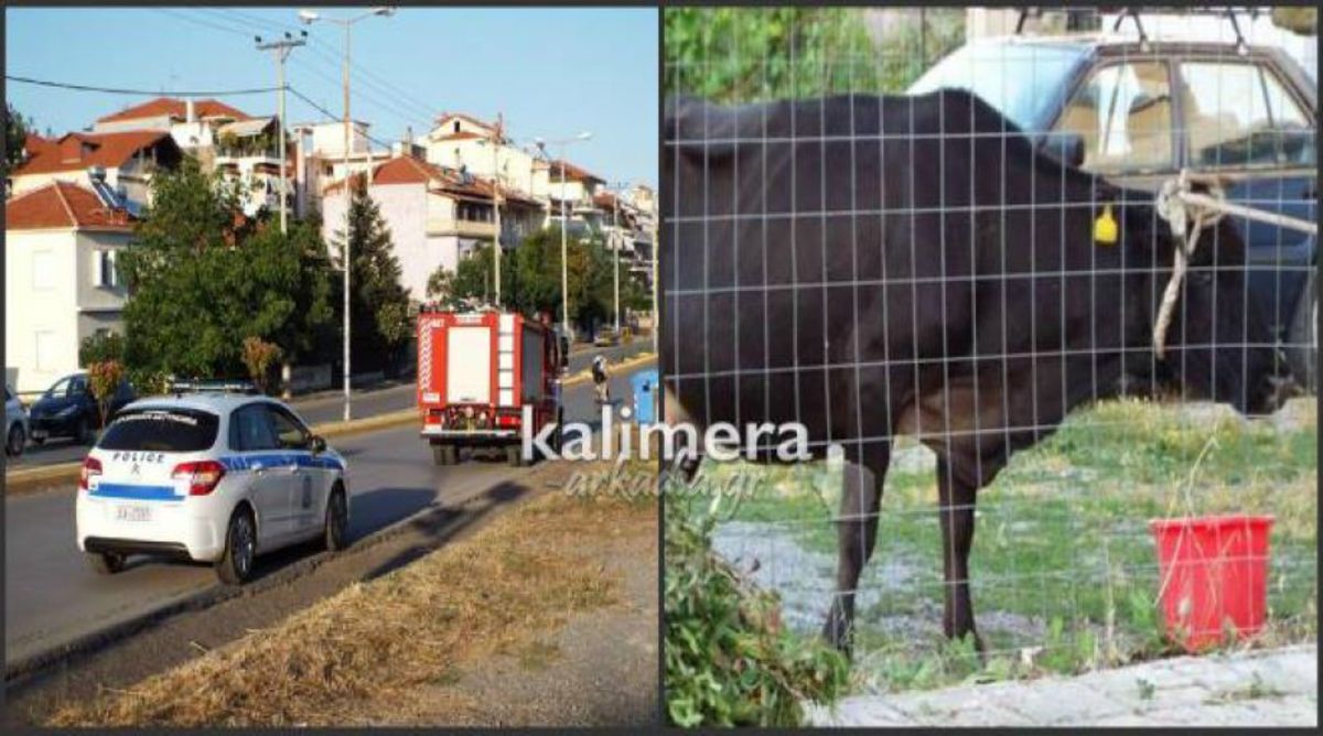 ΦΩΤΟ από το kalimera-arkadia.gr