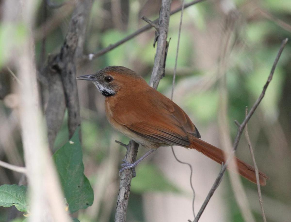 Birdlife