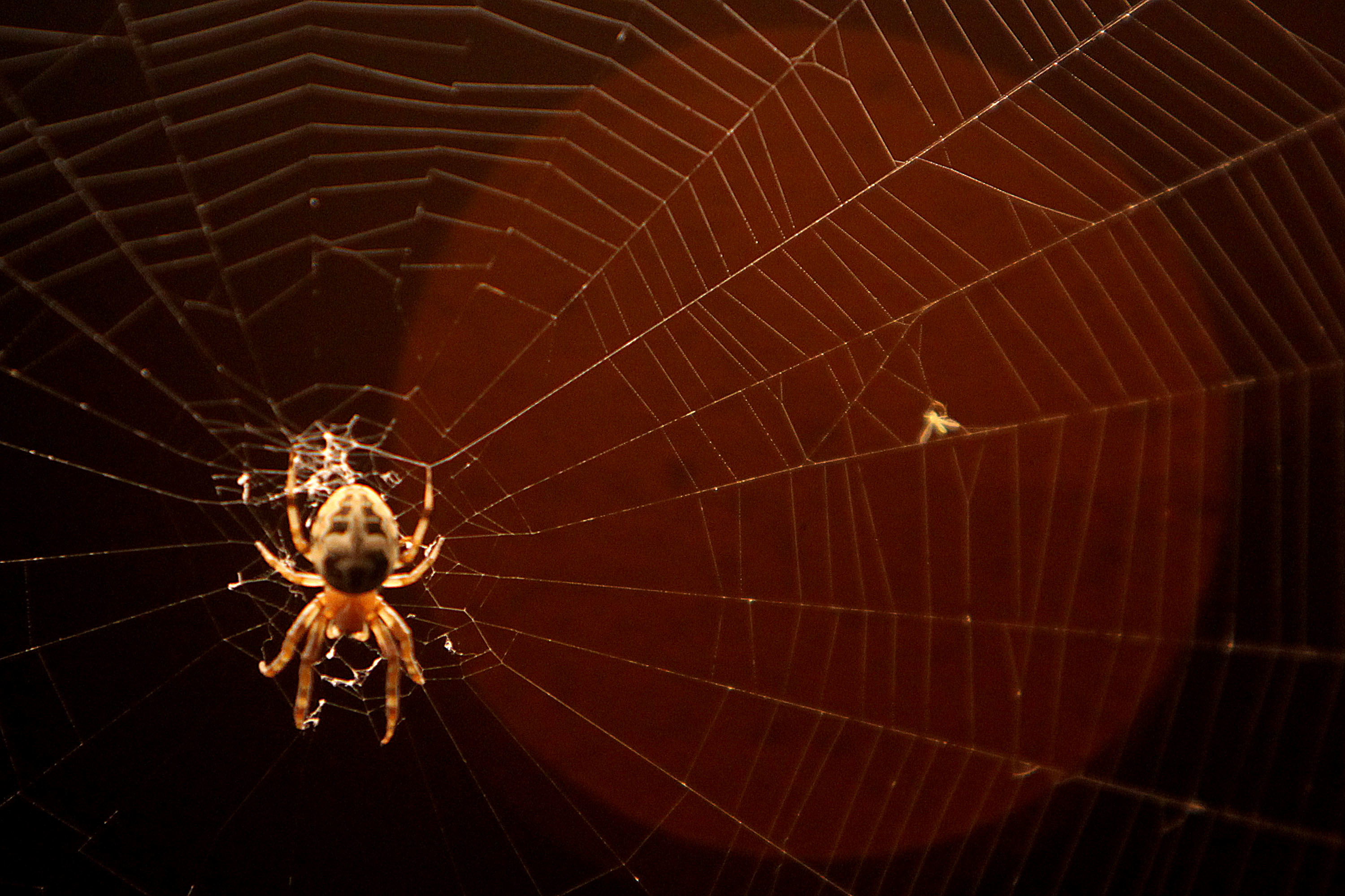Πώς μία αράχνη ευθύνεται για χιλιάδες ανακλήσεις αυτοκινήτων