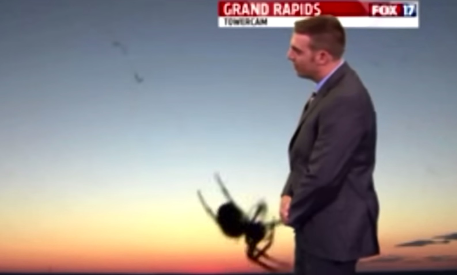 Πεινασμένη αράχνη στο δελτίο καιρού!