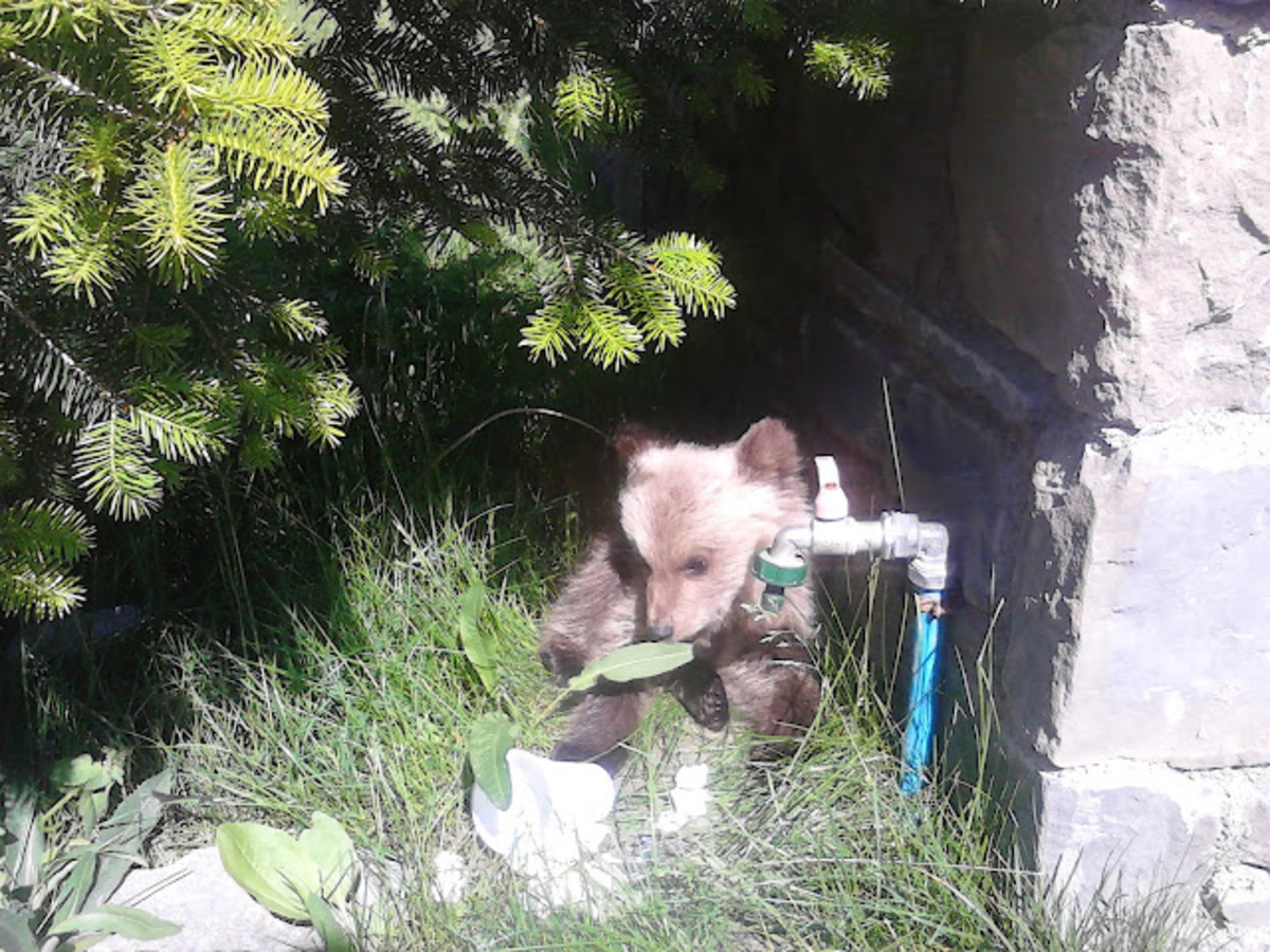 Βρήκαν αρκουδάκι στα Γρεβενά! – Φωτό