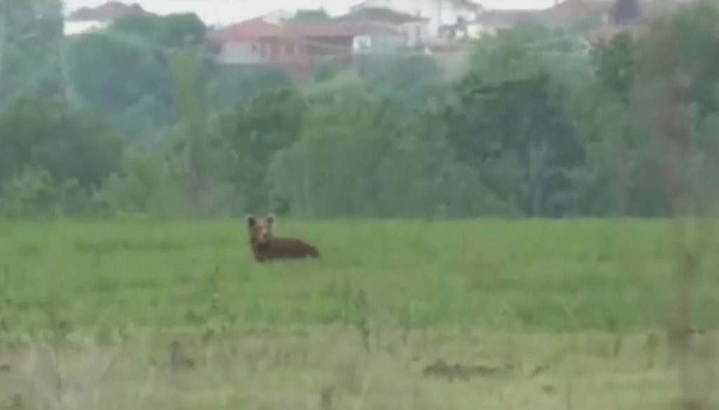 ΒΙΝΤΕΟ: Αρκούδα έπαιξε… κυνηγητό με τους κατοίκους χωριού στην Καστοριά!