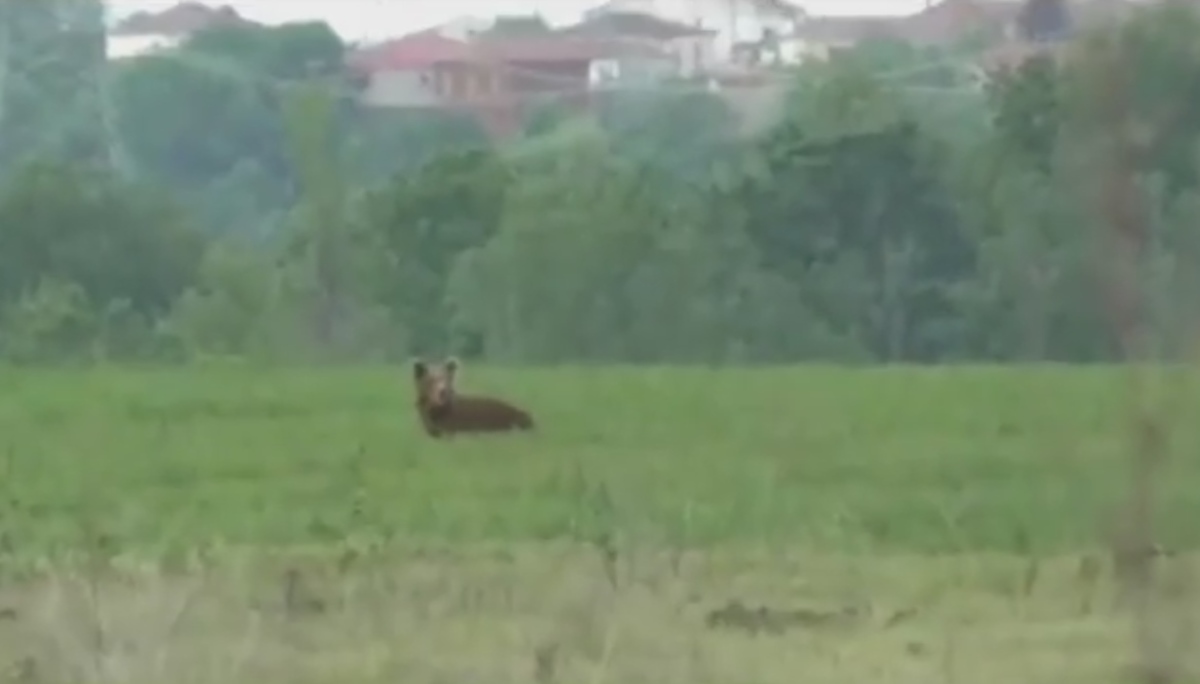 ΒΙΝΤΕΟ: Αρκούδα έπαιξε… κυνηγητό με τους κατοίκους χωριού στην Καστοριά!