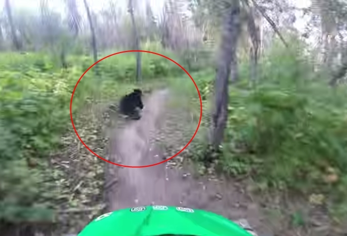 Πήγε βόλτα με το ποδήλατο και… του βγήκε στη στροφή η αρκούδα (βίντεο)