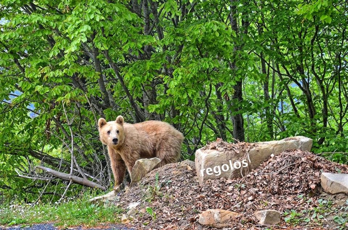 Αρκούδα βγήκε βόλτα σε χωριό του Μετσόβου (ΦΩΤΟ)