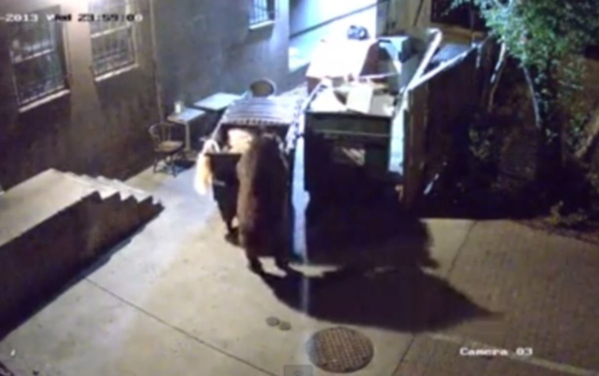 Με ύπουλο αλλά αποτελεσματικό τρόπο, αρκούδα κλέβει κάδο σκουπιδιών!