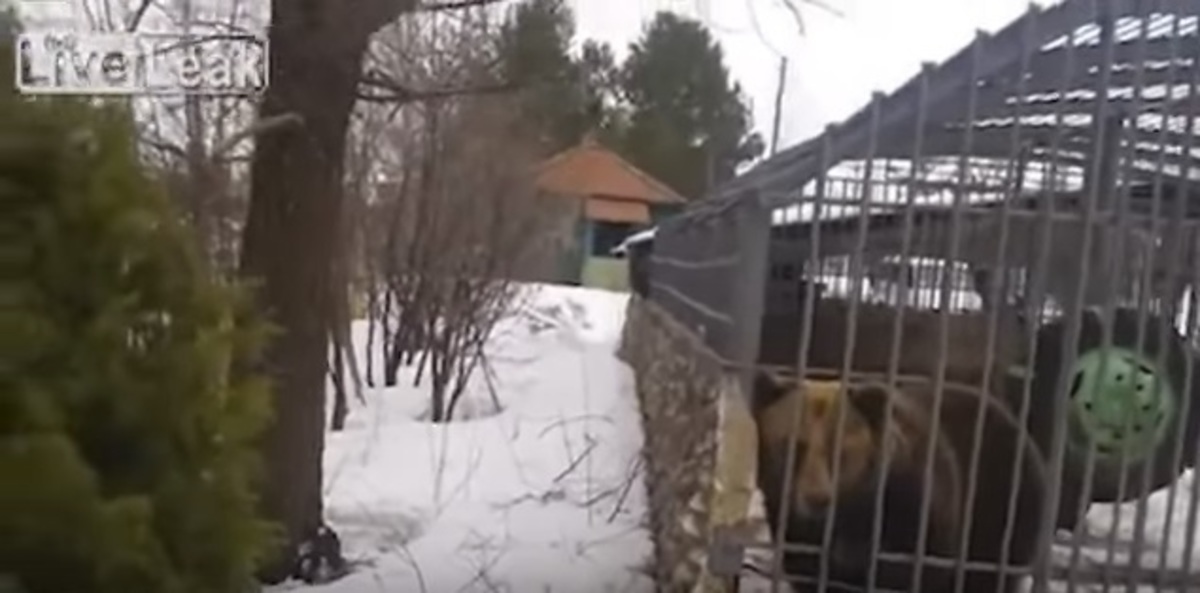 Αρκούδα αρπάζει το χέρι άνδρα που επιχείρησε να τη… χαϊδέψει! – Βίντεο
