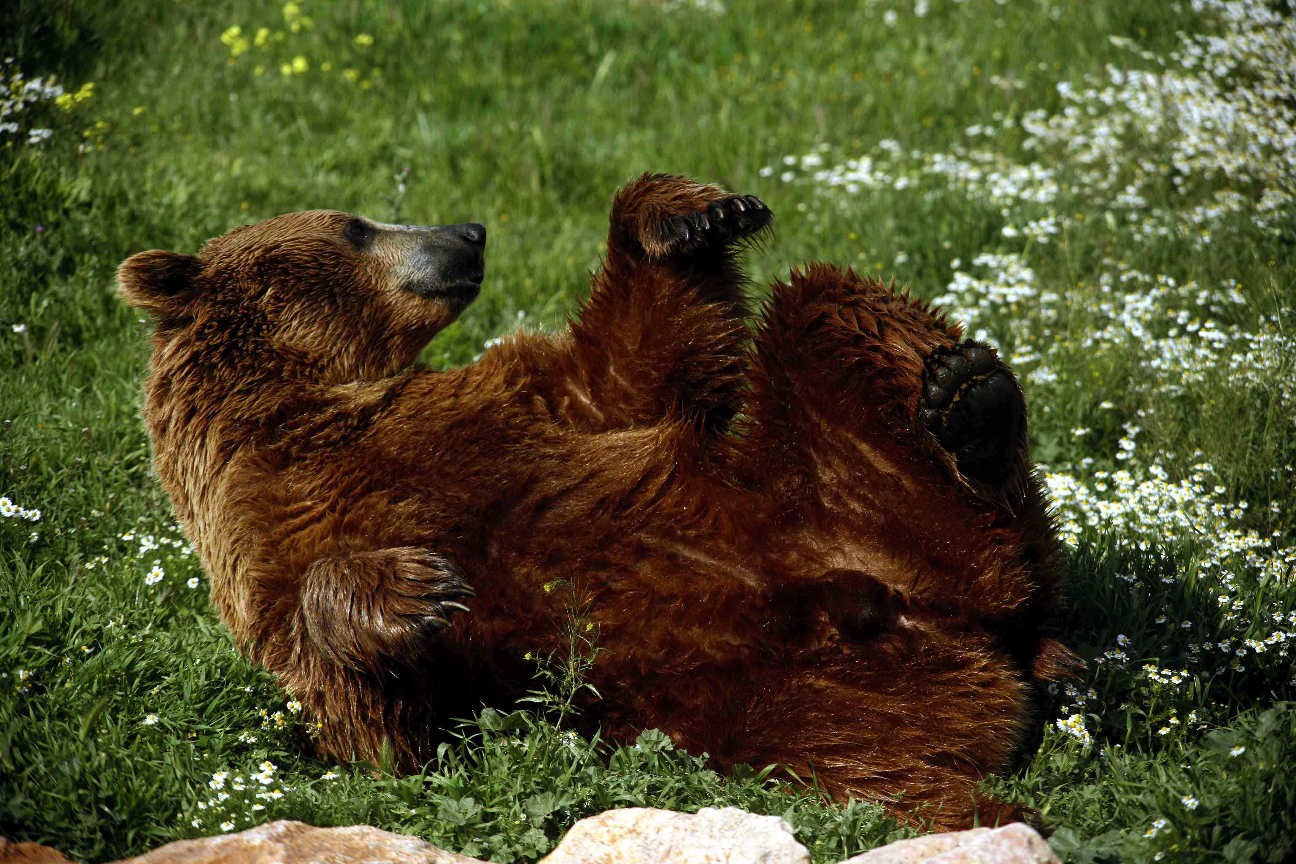 Μετακομίζει στο Nυμφαίο το κέντρο ενημέρωσης για την καφέ αρκούδα “Αρκτούρος”
