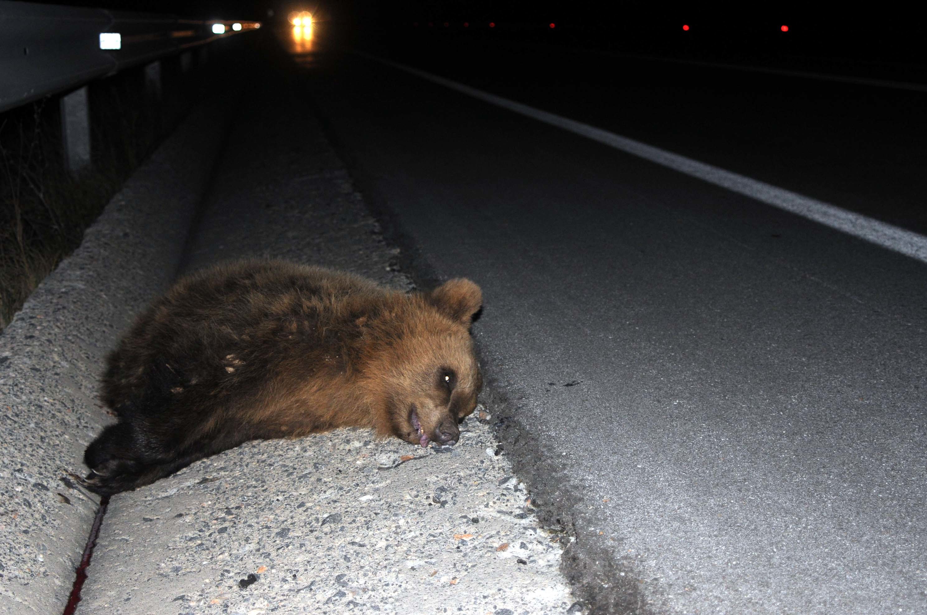 Ακόμα μία αρκούδα που σκοτώνεται από οδηγό - ΦΩΤΟ EUROKINISSI