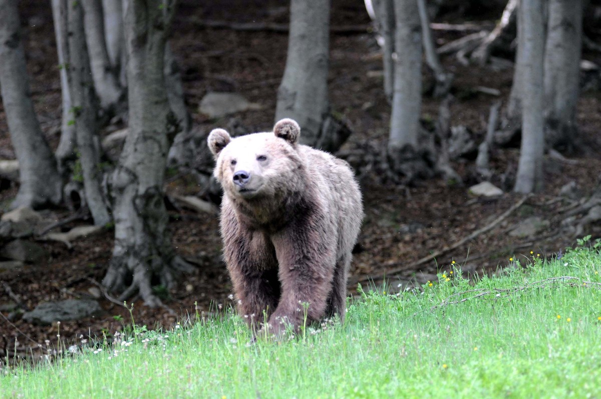 Οργή στη Ρωσία για την πεινασμένη αρκούδα που σκότωσαν μέσα σε σχολείο