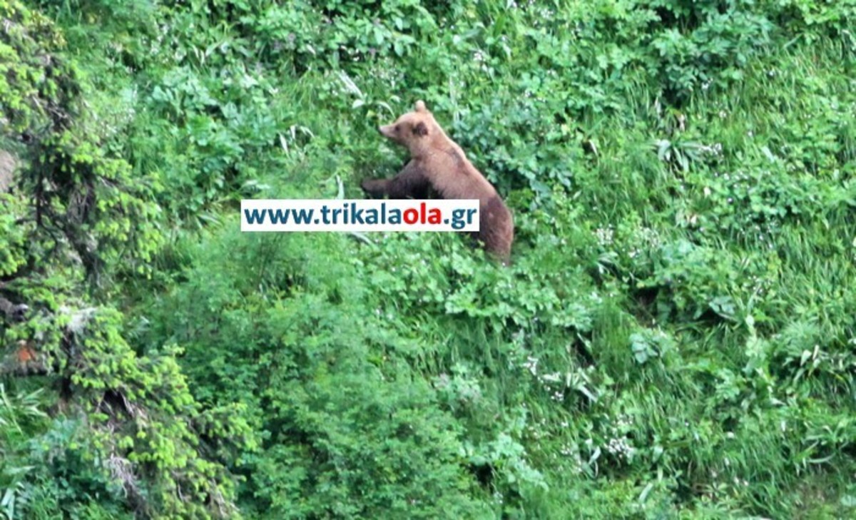 ΦΩΤΟ: trikalaola