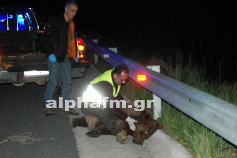 Νεκρή κι άλλη αρκούδα σε τροχαίο στην Καστοριά [pics]