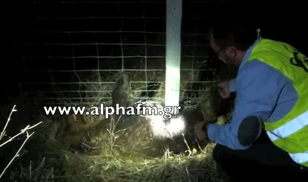 Καστοριά: Οι αγωνιώδεις προσπάθειες για να σωθεί αρκουδάκι – Δείτε το βίντεο!