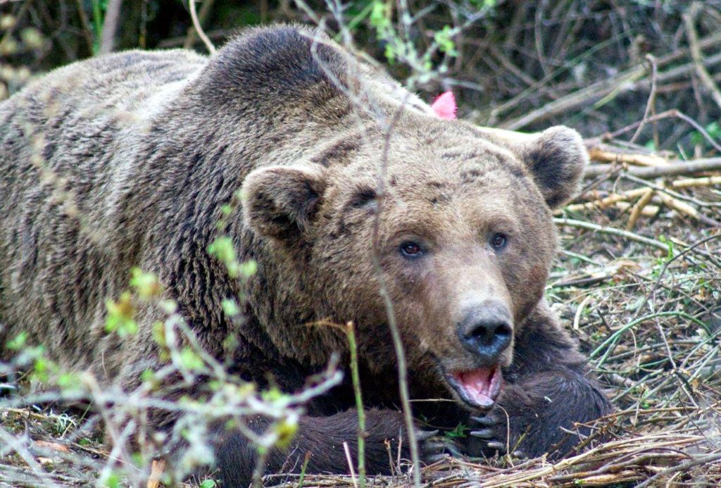 Οι αρκούδες στην Καστοριά παρακολουθούνται στενά