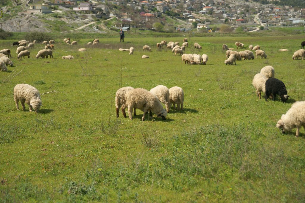 Τα έκλεψε, τα μάντρωσε και συνελήφθη!