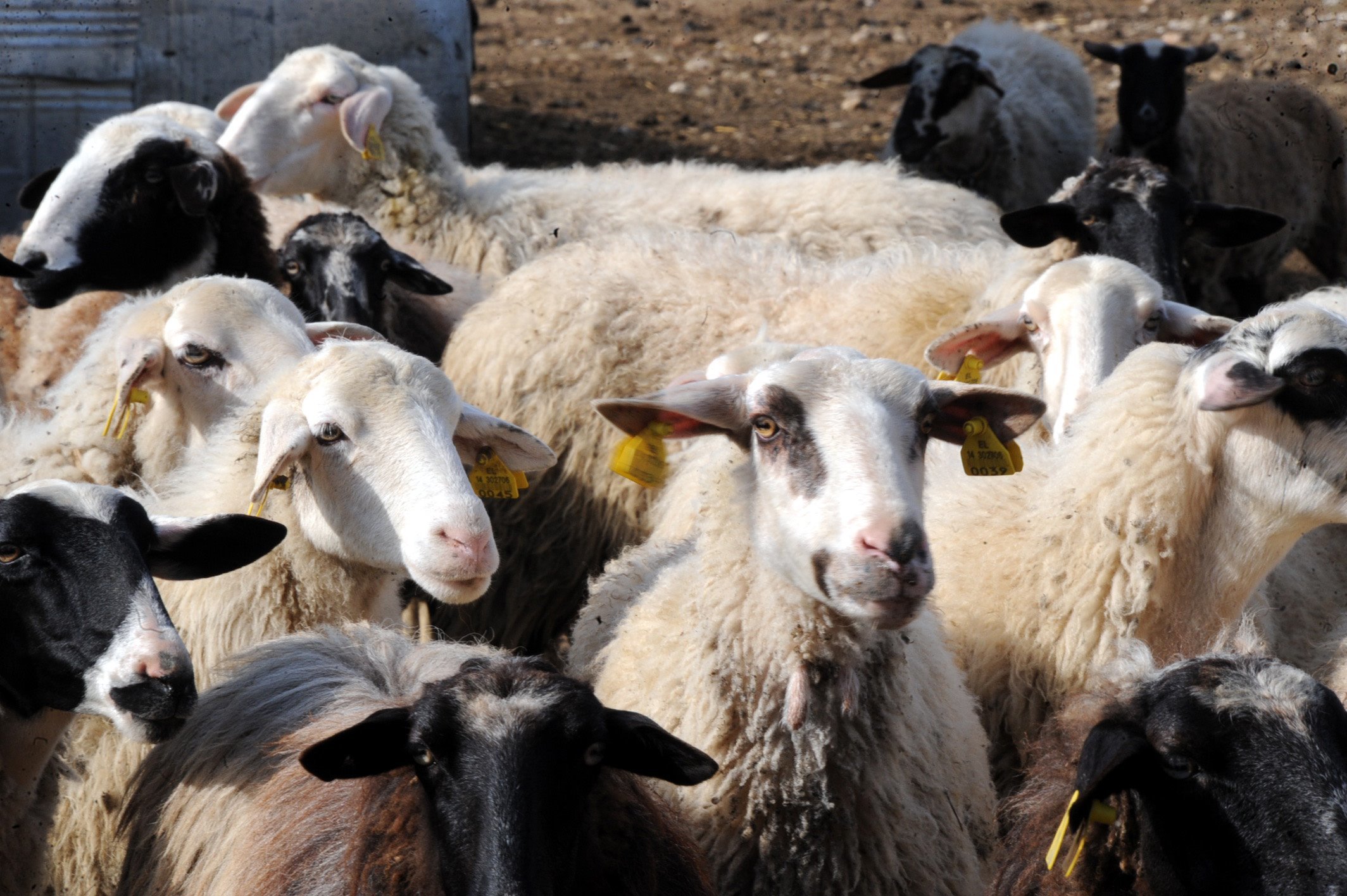 Λάρισα: Απ’ το μαντρί, στη… φυλακή