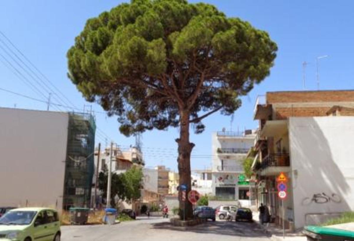 Πάτρα: Θα αλυσοδεθούν στο πεύκο της Αρόης
