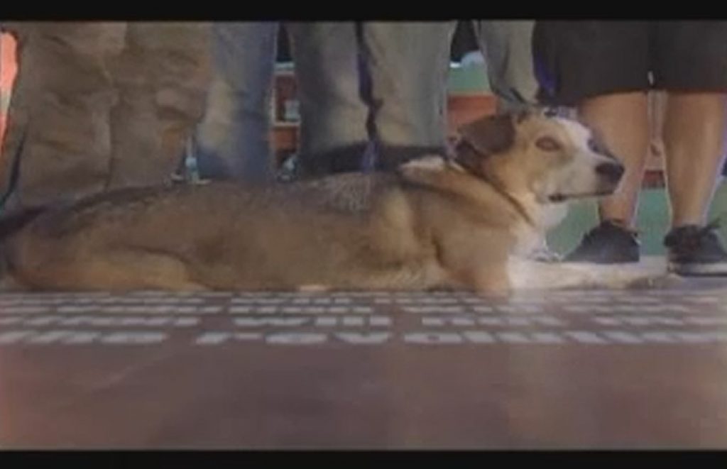 ΔΕΙΤΕ τα τρία κατάλληλα και το ένα …ακατάλληλο promo teaser των Ράδιο Αρβύλα!