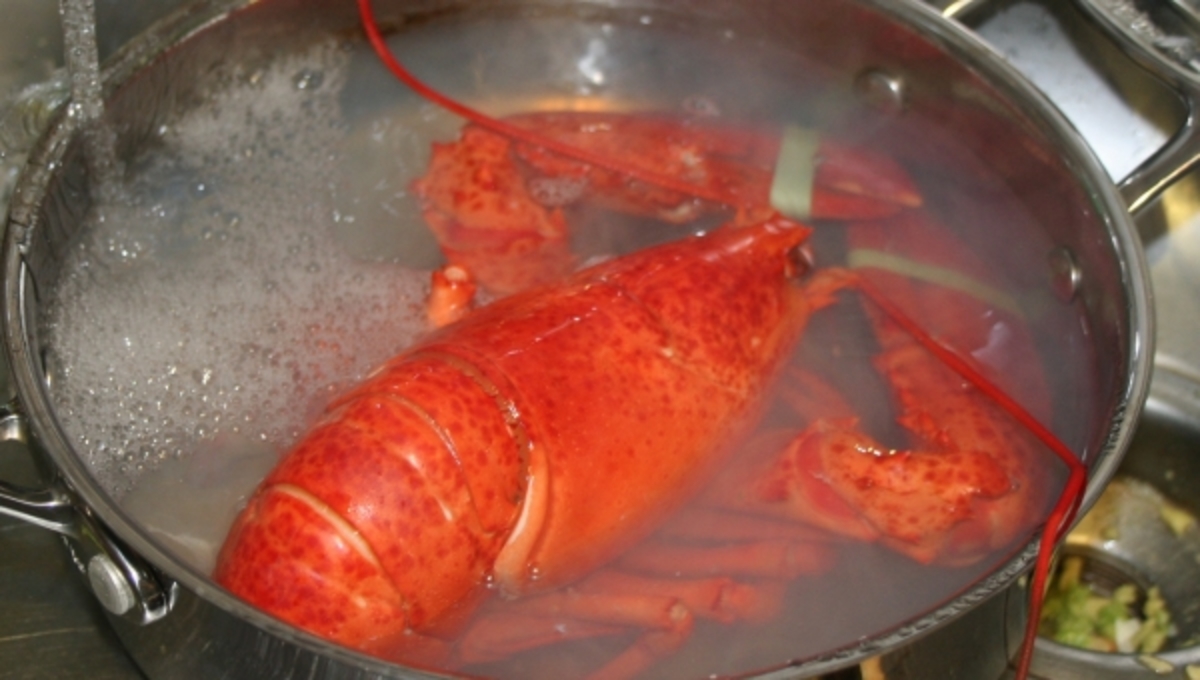 Και όμως οι αστακοί τσουρουφλίζονται και πονάνε όταν τους μαγειρεύουμε