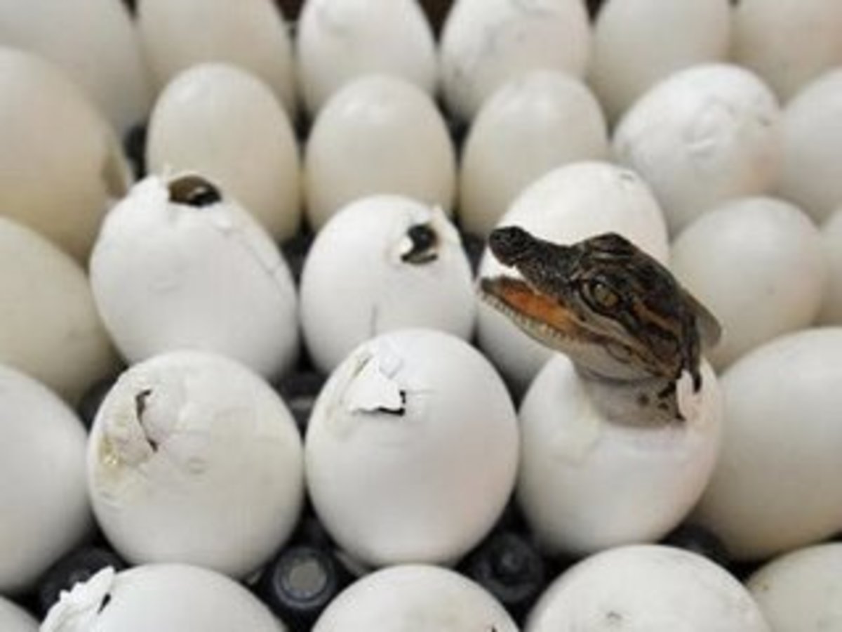 Τα αυγά του φιδιού. Πριν ψηφίσετε αναζητείστε τα