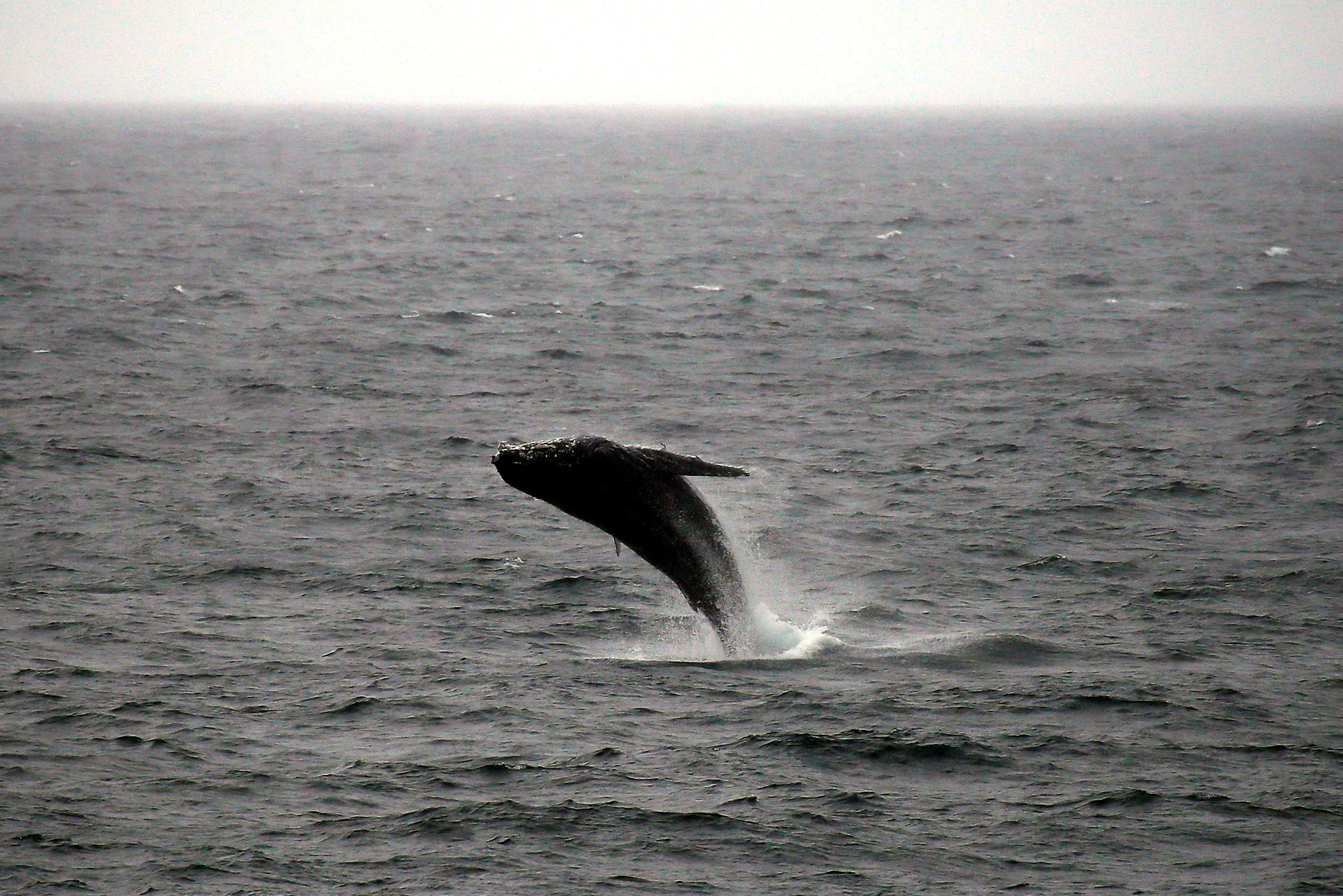 Γαλλία: Μια φάλαινα μπελούγκα στον Σηκουάνα – Οι οδηγίες στους πολίτες